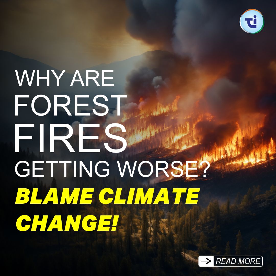 Why Are Forest Fires Getting Worse? Blame Climate Change!